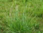 Preview: Gras - Welsches Weidelgras (Lolium multiflorum) - 1 kg