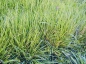 Preview: Gras - Wiesenlieschgras (Phleum pratense) - 1 kg