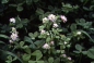 Preview: Klee - Perserklee (Trifolium resupinatum) - 1 kg
