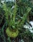 Preview: Rübe - Herbstrübe / Stoppelrübe (Brassica rapa var. rapa) - 1 kg