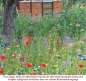 Preview: Bienenmischung für Garten und Feldflur - mit Wildblumen und Heilkräutern (1 kg)