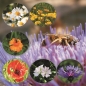 Preview: Bienenmischung für Garten und Feldflur - mit Wildblumen und Heilkräutern (1 kg)