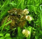Preview: Klee - Weißklee (Trifolium repens) - 1 kg