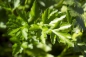 Preview: Petersilie (Petroselinum sativum) - 500 g