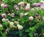 Preview: Klee - Schwedenklee (Honigklee)  (Trifolium hybridum) - 1 kg