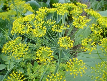 Anethum graveol.var.hort. - Dill, blattreich (500 g)