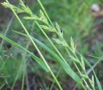 Gras - Dt. Weidelgras (diploid) (Lolium perenne) - 1 kg