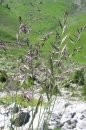 Gras - Rotschwingel