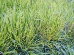 Gras - Wiesenlieschgras (Phleum pratense) - 1 kg