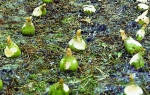 Rübe - Steckrübe / Kohlrübe (Brassica napus var. Napobrassica) - 1 kg