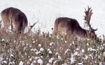 Hegemischung (10 kg)