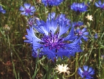 Centaurea cyanus - Kornblume (1 kg)