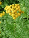 Chrysantemum vulgare - Rainfarn (100 g)