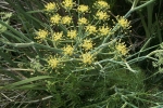Foeniculum vulgare - Fenchel (1 kg)