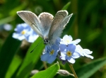 Myosotis sylvatica - Vergi�meinicht (100 g)
