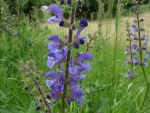 Salvia pratensis - Wiesen-Salbei (100 g)