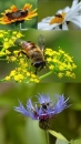 Bienenmischung "Wildblumen und Heilkr�uter" (1 kg)