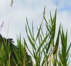 Gras - Rohrglanzgras