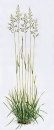 Gras - Wiesenschwingel