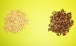 Hafer - Schwarzhafer (1 kg)