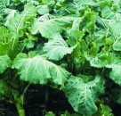 Kohl, Markstammkohl - Proteor