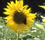 Sonnenblume "Iregi" (Gro�teller) (1 kg)