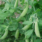 Preview: Erbse - Eiweißerbse (Pisum sativum convar. Arvense) - 1 kg