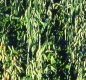 Preview: Hafer - Sauenhafer / Gelbhafer / Sommerhafer (Avena sativa) - 1 kg
