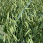 Preview: Hafer - Sauenhafer / Gelbhafer / Sommerhafer (Avena sativa) - 1 kg