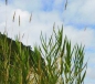 Preview: Gras - Rohrglanzgras  (Phalaris arundinacea) - 1 kg