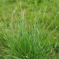Preview: Gras - Welsches Weidelgras (Lolium multiflorum) - 1 kg