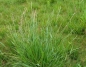 Preview: Gras - Welsches Weidelgras (Lolium multiflorum) - 1 kg