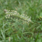 Preview: Gras - Wiesenlieschgras (Phleum pratense) - 1 kg