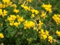 Preview: Klee - Hornschotenklee  (Lotus corniculatus) - 1 kg