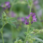 Preview: Klee - Luzerne  (Medicago sativa) - 1 kg