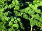 Preview: Kohl - Grünkohl (frosthart) (Brassica oleracea convar. acephala var. Sabellica) -1 kg