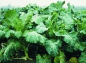 Mobile Preview: Kohl, Markstammkohl - Inka  (Brassica oleracea L. var. acephala) - 1 kg