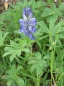 Preview: Lupine - Süßlupine, blau (Lupinus angustifolius) - 1 kg