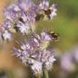 Preview: Phacelia (Bienenweide) (Phacelia tanacetifolia Benth.) - 1 kg