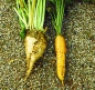 Preview: Futtermöhre Lange Rote Stumpfe (Daucus carota) - 1 kg