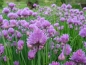 Preview: Schnittlauch (Allium schoenoprasum) - 100 g