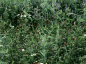 Preview: Wildapotheke (2 kg)