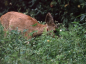 Preview: Wildapotheke (2 kg)
