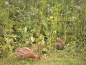 Preview: Niederwildmischung für Hase, Fasan und Rebhuhn (2 kg)
