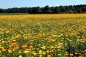 Preview: Ringelblume (Calendula officinalis) - 1 kg