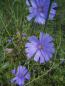 Preview: Wegwarte (Cichorium intybus) - 100 g