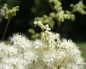 Preview: Mädesüß (Filipendula ulmaria) - Das besondere Heilkraut - 100g
