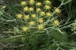 Mobile Preview: Fenchel  (Foeniculum vulgare ) - 1 kg