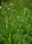 Mobile Preview: Gartenkresse (Lepidium sativum) - 1 kg