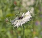 Preview: Schwarzkümmel (Nigella sativa ) - 100 g